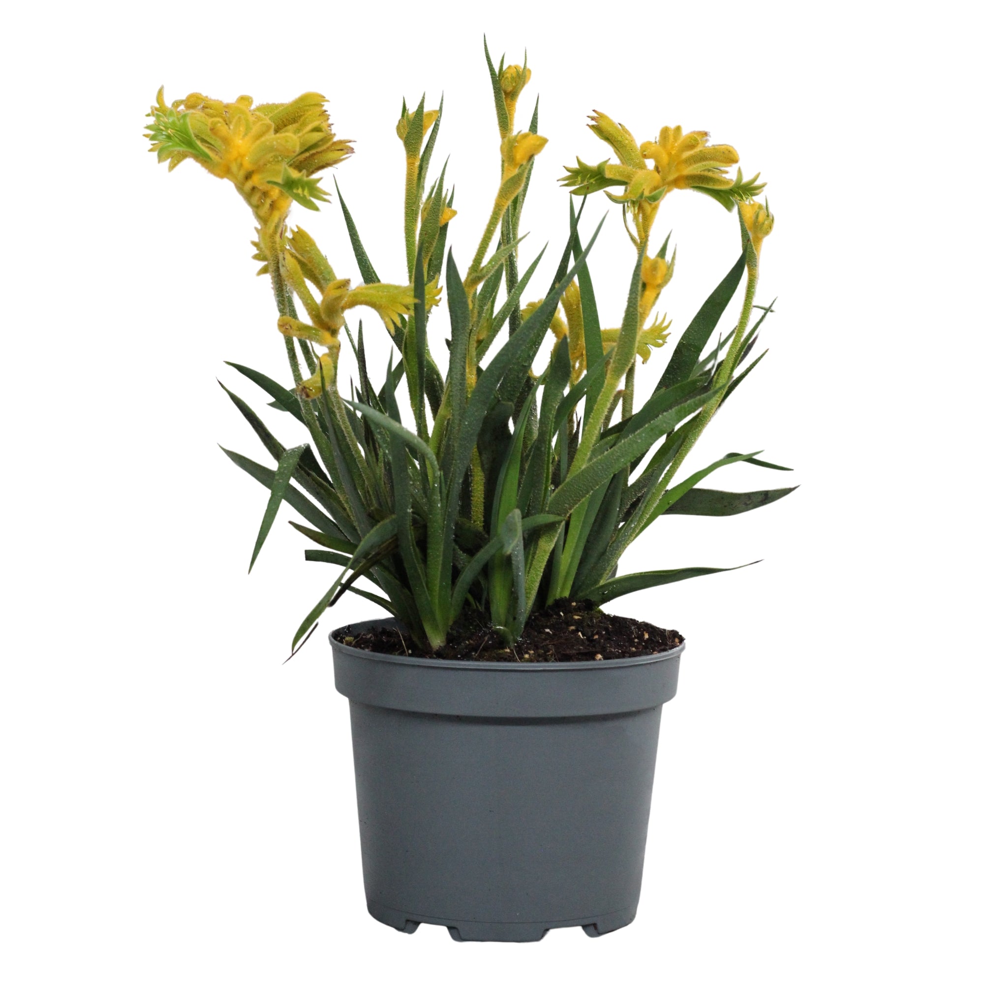 Anigozanthos | Pata de Canguru